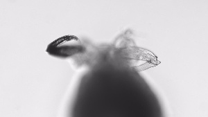  ( - ZOOPS_0629)  @11 [ ] BY-NC-ND (2019) Joe Connolly Cornell University