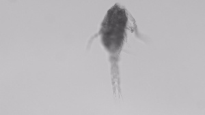  (Tropocyclops prasinus - ZOOPS_0714)  @11 [ ] BY-NC-ND (2019) Joe Connolly Cornell University