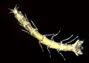  (Paranthura elegans - BIOUG01212-D11)  @11 [ ] Copyright (2014) Peter J. Bryant University of California, Irvine