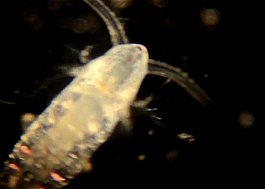  ( - BIOUG01218 A12 Calanoid)  @12 [ ] Copyright (2014) Peter J. Bryant University of California, Irvine