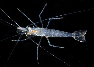  (Lysmata californica - BIOUG01218 D04 Ghost shrimp)  @11 [ ] Copyright (2014) Peter J. Bryant University of California, Irvine