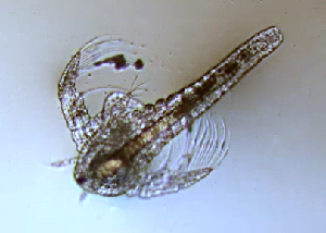  (Artemia salina - BIOUG01218 E12 Brine shrimp)  @11 [ ] Copyright (2014) Peter J. Bryant University of California, Irvine