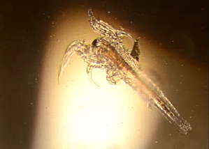  ( - BIOUG01218 F02 Brine shrimp)  @11 [ ] Copyright (2014) Peter J. Bryant University of California, Irvine