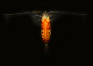  ( - BIOUG19282-F08)  @11 [ ] CreativeCommons - Attribution Non-Commercial Share-Alike (2015) Peter Bryant University of California, Developmental Biology Center