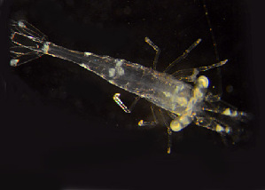  ( - BIOUG19282-H06)  @12 [ ] CreativeCommons - Attribution Non-Commercial Share-Alike (2015) Peter Bryant University of California, Developmental Biology Center