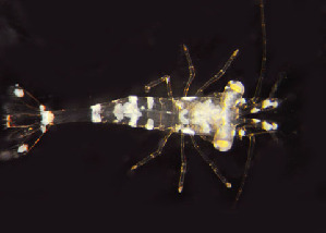  ( - BIOUG19282-H07)  @12 [ ] CreativeCommons - Attribution Non-Commercial Share-Alike (2015) Peter Bryant University of California, Developmental Biology Center