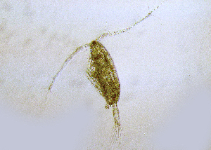  (Acartia californiensis - BIOUG01207-F05)  @14 [ ] Copyright (2013) Peter J. Bryant University of California, Irvine