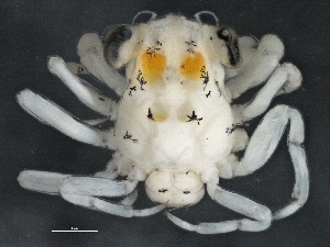  ( - BIOUG01207-F02)  @14 [ ] CreativeCommons - Attribution (2013) CBG Photography Group Centre for Biodiversity Genomics