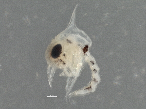 ( - BIOUG01207-G02)  @11 [ ] CreativeCommons - Attribution (2013) CBG Photography Group Centre for Biodiversity Genomics