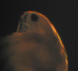  ( - ZMXII-648)  @12 [ ] Unspecified (default): All Rights Reserved  Unspecified Unspecified