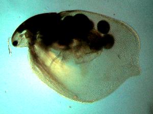  ( - ZMXII-273)  @13 [ ] Unspecified (default): All Rights Reserved  Unspecified Unspecified