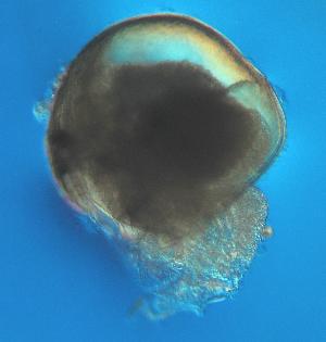  ( - ZMXII-515)  @12 [ ] Unspecified (default): All Rights Reserved  Unspecified Unspecified