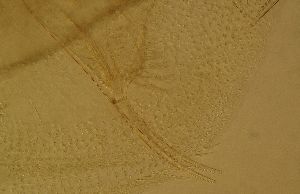  ( - ZMXII-648)  @12 [ ] Unspecified (default): All Rights Reserved  Arely Martinez-Arce Unspecified