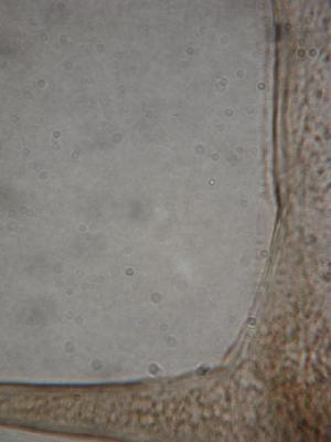  ( - ZPLMX128)  @12 [ ] Unspecified (default): All Rights Reserved  Unspecified Unspecified