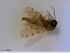  (Culicoides covagarciai - CER-5)  @12 [ ] CreativeCommons - Attribution Non-Commercial Share-Alike (2013) NTNU Museum of Natural History and Archaeology Unspecified
