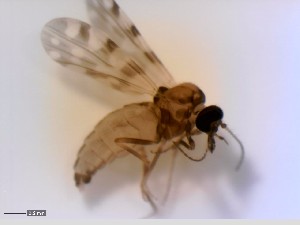  ( - CER-63)  @12 [ ] CreativeCommons - Attribution Non-Commercial Share-Alike (2013) NTNU Museum of Natural History and Archaeology Unspecified