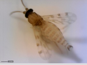  (Culicoides covagarciai - CER-64)  @12 [ ] CreativeCommons - Attribution Non-Commercial Share-Alike (2013) NTNU Museum of Natural History and Archaeology Unspecified