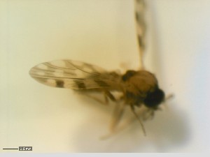  ( - CER-95)  @12 [ ] CreativeCommons - Attribution Non-Commercial Share-Alike (2013) NTNU Museum of Natural History and Archaeology Unspecified