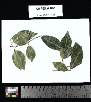  ( - AMPELA_001)  @11 [ ] Creative Commons-Attribution Non-Commercial Share-Alike (2025) Amanda K. Rowe University of Colorado Boulder Museum of Natural History