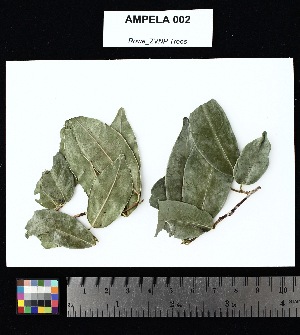  ( - AMPELA_002)  @11 [ ] Creative Commons-Attribution Non-Commercial Share-Alike (2025) Amanda K. Rowe University of Colorado Boulder Museum of Natural History