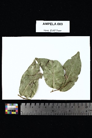  ( - AMPELA_003_02)  @11 [ ] Creative Commons-Attribution Non-Commercial Share-Alike (2025) Amanda K. Rowe University of Colorado Boulder Museum of Natural History