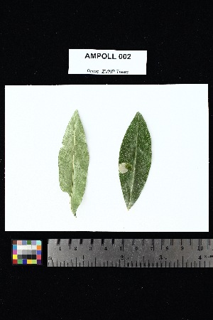  (Ochnaceae - AMPOLL_002)  @11 [ ] Creative Commons-Attribution Non-Commercial Share-Alike (2025) Amanda K. Rowe University of Colorado Boulder Museum of Natural History