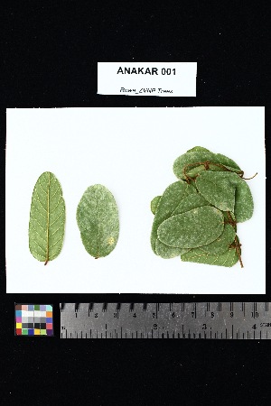  (Millettia richardiana - ANAKAR_001)  @11 [ ] Creative Commons-Attribution Non-Commercial Share-Alike (2025) Amanda K. Rowe University of Colorado Boulder Museum of Natural History