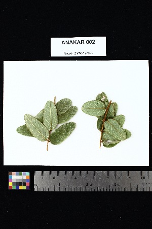  ( - ANAKAR_002)  @11 [ ] Creative Commons-Attribution Non-Commercial Share-Alike (2025) Amanda K. Rowe University of Colorado Boulder Museum of Natural History