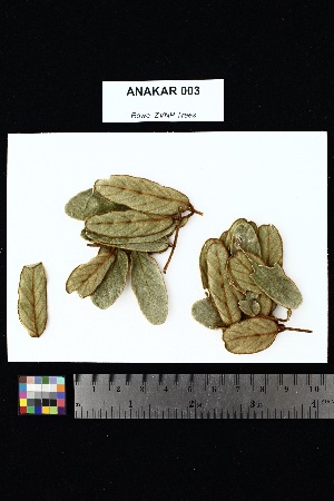  ( - ANAKAR_003)  @11 [ ] Creative Commons-Attribution Non-Commercial Share-Alike (2025) Amanda K. Rowe University of Colorado Boulder Museum of Natural History