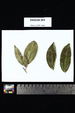  ( - DAGOA_001)  @11 [ ] Creative Commons-Attribution Non-Commercial Share-Alike (2025) Amanda K. Rowe University of Colorado Boulder Museum of Natural History