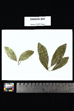  ( - DAGOA_002)  @11 [ ] Creative Commons-Attribution Non-Commercial Share-Alike (2025) Amanda K. Rowe University of Colorado Boulder Museum of Natural History