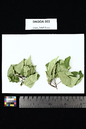  ( - DAGOA_003)  @11 [ ] Creative Commons-Attribution Non-Commercial Share-Alike (2025) Amanda K. Rowe University of Colorado Boulder Museum of Natural History