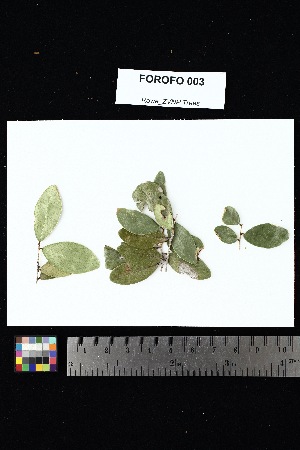  (Phyllanthoideae - FOROFO_003)  @11 [ ] Creative Commons-Attribution Non-Commercial Share-Alike (2025) Amanda K. Rowe University of Colorado Boulder Museum of Natural History