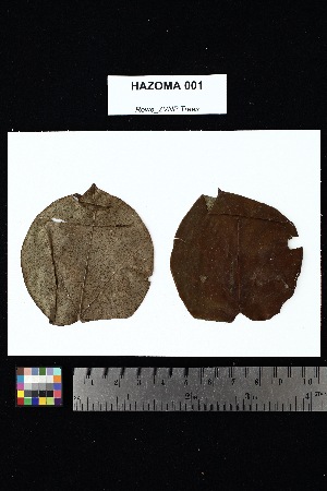  ( - HAZOMA_001)  @11 [ ] Creative Commons-Attribution Non-Commercial Share-Alike (2025) Amanda K. Rowe University of Colorado Boulder Museum of Natural History