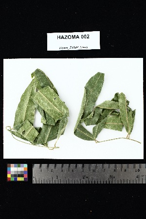  ( - HAZOMA_002)  @11 [ ] Creative Commons-Attribution Non-Commercial Share-Alike (2025) Amanda K. Rowe University of Colorado Boulder Museum of Natural History