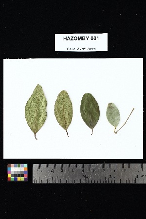  ( - HAZOMBY_001)  @11 [ ] Creative Commons-Attribution Non-Commercial Share-Alike (2025) Amanda K. Rowe University of Colorado Boulder Museum of Natural History