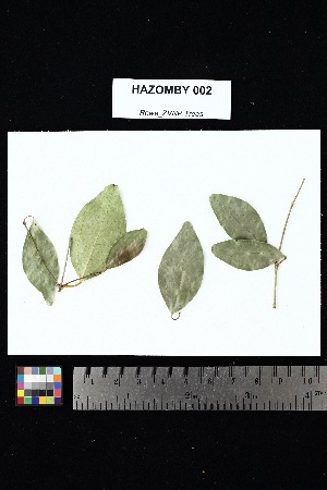  ( - HAZOMBY_002)  @11 [ ] Creative Commons-Attribution Non-Commercial Share-Alike (2025) Amanda K. Rowe University of Colorado Boulder Museum of Natural History