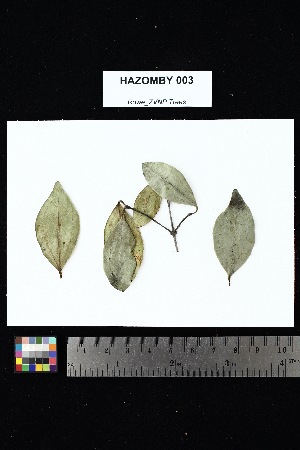  ( - HAZOMBY_003)  @11 [ ] Creative Commons-Attribution Non-Commercial Share-Alike (2025) Amanda K. Rowe University of Colorado Boulder Museum of Natural History