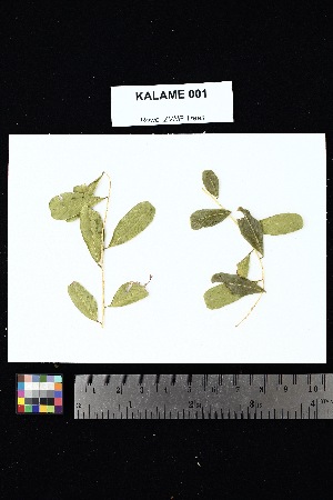  (Tetrapterocarpon - KALAME_001)  @11 [ ] Creative Commons-Attribution Non-Commercial Share-Alike (2025) Amanda K. Rowe University of Colorado Boulder Museum of Natural History