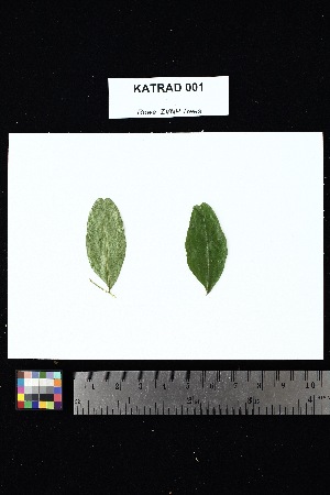  (Cedrelopsis - KATRAD_001)  @11 [ ] Creative Commons-Attribution Non-Commercial Share-Alike (2025) Amanda K. Rowe University of Colorado Boulder Museum of Natural History