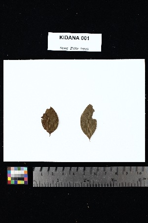  (Phylloctenium - KIDANA_001)  @11 [ ] Creative Commons-Attribution Non-Commercial Share-Alike (2025) Amanda K. Rowe University of Colorado Boulder Museum of Natural History