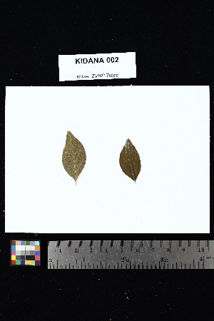  ( - KIDANA_002)  @11 [ ] Creative Commons-Attribution Non-Commercial Share-Alike (2025) Amanda K. Rowe University of Colorado Boulder Museum of Natural History