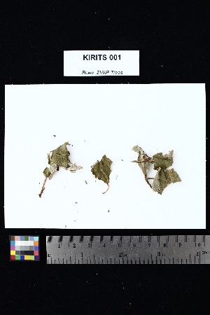  ( - KIRITS_001)  @11 [ ] Creative Commons-Attribution Non-Commercial Share-Alike (2025) Amanda K. Rowe University of Colorado Boulder Museum of Natural History