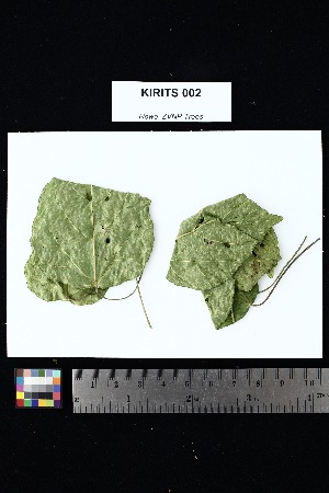  ( - KIRITS_002)  @11 [ ] Creative Commons-Attribution Non-Commercial Share-Alike (2025) Amanda K. Rowe University of Colorado Boulder Museum of Natural History