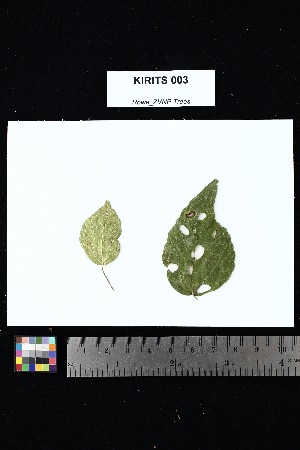  ( - KIRITS_003)  @11 [ ] Creative Commons-Attribution Non-Commercial Share-Alike (2025) Amanda K. Rowe University of Colorado Boulder Museum of Natural History