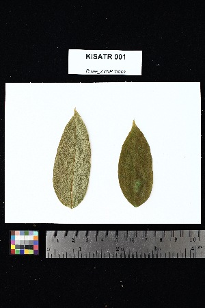  (Polyscias - KISATR_001)  @11 [ ] Creative Commons-Attribution Non-Commercial Share-Alike (2025) Amanda K. Rowe University of Colorado Boulder Museum of Natural History