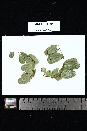  (Dalbergia pervillei - MAGRER_001)  @11 [ ] Creative Commons-Attribution Non-Commercial Share-Alike (2025) Amanda K. Rowe University of Colorado Boulder Museum of Natural History