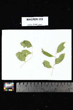  ( - MAGRER_002)  @11 [ ] Creative Commons-Attribution Non-Commercial Share-Alike (2025) Amanda K. Rowe University of Colorado Boulder Museum of Natural History