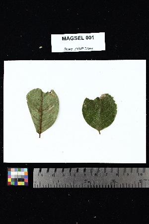  (Dalbergia - MAGSEL_001)  @11 [ ] Creative Commons-Attribution Non-Commercial Share-Alike (2025) Amanda K. Rowe University of Colorado Boulder Museum of Natural History