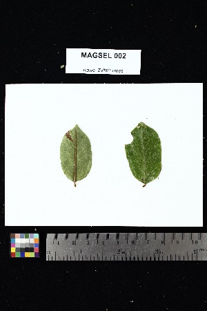  ( - MAGSEL_002)  @11 [ ] Creative Commons-Attribution Non-Commercial Share-Alike (2025) Amanda K. Rowe University of Colorado Boulder Museum of Natural History